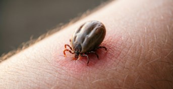 Двойной удар по Самарской области: клещи не отступают до осени, а гусеницы уничтожают подсолнечник